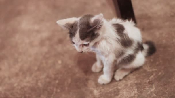 Streunende Katze. kleine schmutzige Kätzchen. traditionelle asiatische schwanzlose Katze. Kambodscha. — Stockvideo