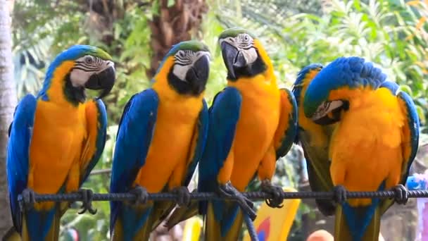 Vier blauw-en-gele Ara Ara ararauna, grote slimme heldere papegaaien. Nong Nooch tropische tuin in Pattaya, Thailand. — Stockvideo