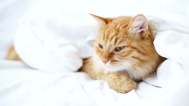 Zázvor kočka leží na posteli. Roztomilý útulné spaní doma. — Stock video