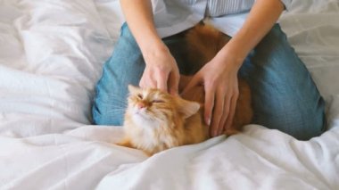 Kadın uyuyordu kedi kürk tarak. Ginger Cat beyaz battaniye var yatıyor