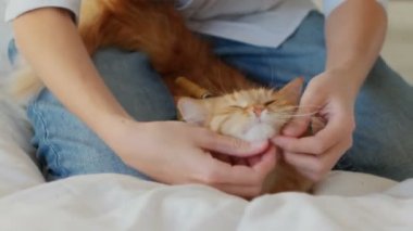 Kadın uyuyordu kedi kürk tarak. Ginger Cat beyaz battaniye var yatıyor