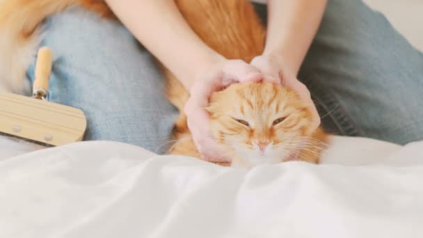 Žena češe dřímající srst kočky. Ginger Cat leží na bílou deku — Stock video