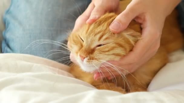 Die Frau kämmt ein dösendes Katzenfell. Ingwerkatze liegt auf weißer Decke — Stockvideo