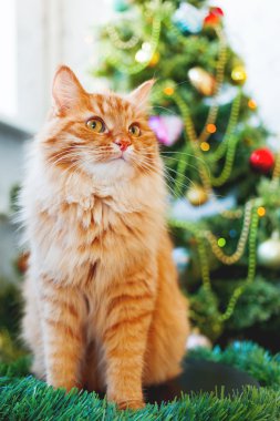 Şirin zencefil kedi ve Noel ağacı. Yeni yıl önünde kabarık komik evde beslenen hayvan oturur süslenen kürk-ağacı. 