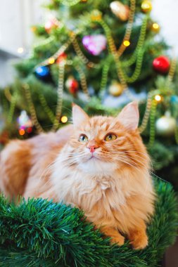 Şirin zencefil kedi ve Noel ağacı. Yeni yıl önünde kabarık komik evde beslenen hayvan oturur süslenen kürk-ağacı. 