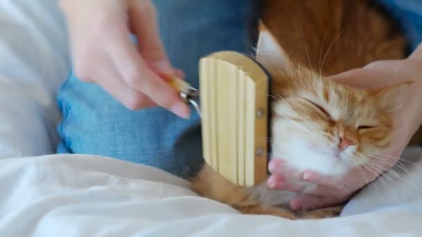 La mujer peina una piel de gato dormida. jengibre gato mentiras en blanco manta — Vídeos de Stock