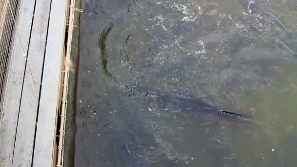 Рыбалка арапаймских гигантских рыб с удочкой . — стоковое видео