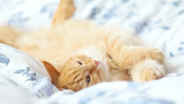 Ginger gato deita-se na cama. Bonito aconchegante para dormir em casa . — Vídeo de Stock