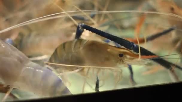 Aquarium met live roeren garnalen. — Stockvideo