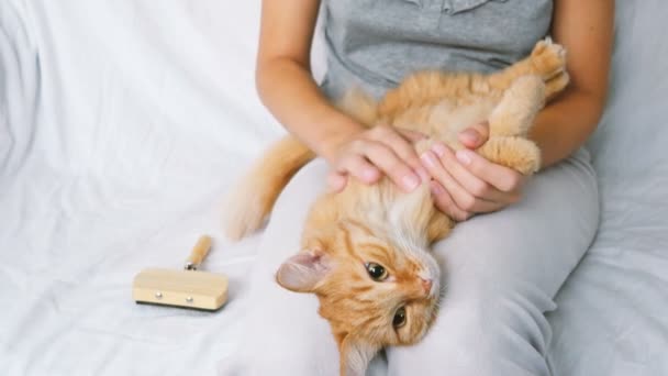 La mujer peina una piel de gato dormida. jengibre gato mentiras en mujer piernas — Vídeos de Stock
