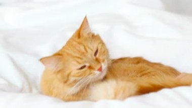 Zencefil kedi yatağa yatıyor. Kabarık pet rahat uyumak için yerleşmiş. Kadın onun kürk sıvazlar. Sevimli rahat arka plan, sabah yatmadan evde