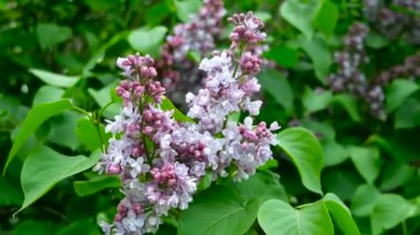Leylak çiçekleriyle doğal bahar arkaplanı.