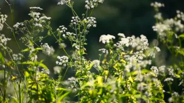 Rüzgarda sallanan doğal yaz arka plan - yeşil çim. Güneşli bir günde orman.