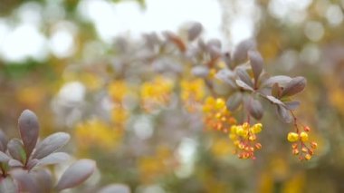 Çiçek açan Berberis ottawensis, yaprak döken ve yaprak dökmeyen çalı. Parlak sarı çiçek, doğal kaynak arka plan.