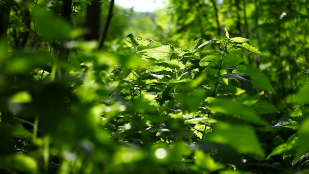 Πράσινο Τσουκνίδα. Φυσικό ηλιόλουστο καλοκαιρινό φόντο. — Αρχείο Βίντεο
