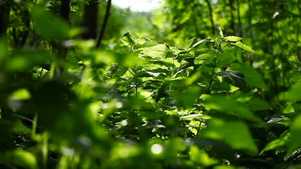 Urtiga verde. Fundo de verão ensolarado natural . — Vídeo de Stock