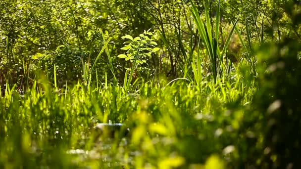 Fondo natural de verano - hierba verde balanceándose en el viento. Día soleado en el bosque . — Vídeo de stock
