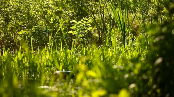 Naturliga sommaren bakgrund - gröna gräset vajar i vinden. Solig dag i skogen. — Stockvideo