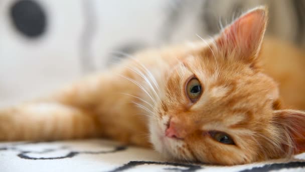 Chaton gingembre mignon se blottit confortablement sur la couverture au lit. Matin confortable à la maison . — Video