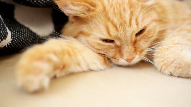 Γάτα Τζίντζερ βρίσκεται στο κρεβάτι. Χαριτωμένο ζεστό ύπνο στο σπίτι. — Αρχείο Βίντεο