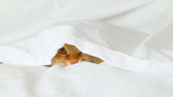 Ginger cat se esconde en la cama bajo una manta blanca. Fluffy mascota va a jugar — Vídeo de stock