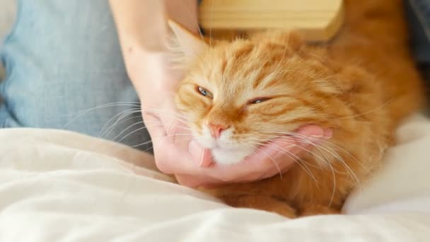 Die Frau kämmt ein dösendes Katzenfell. Ingwerkatze liegt auf weißer Decke — Stockvideo