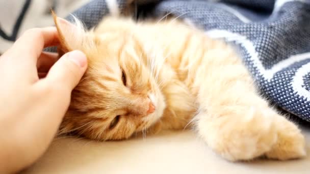 Gyömbér macska fekszik ágyban. Aranyos hangulatos esti otthon. — Stock videók