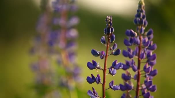 Lupinenblumen. violette Blüten auf grünem, natürlichem Hintergrund. Sommersonnenuntergang im Garten. — Stockvideo