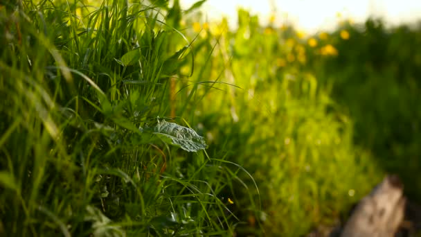 Fundo natural de verão - grama verde balançando ao vento. Dia ensolarado na floresta . — Vídeo de Stock