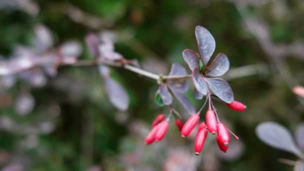 Ljusa röda Berberis bär, lövträd och vintergröna buske. Naturliga hösten bakgrund. — Stockvideo