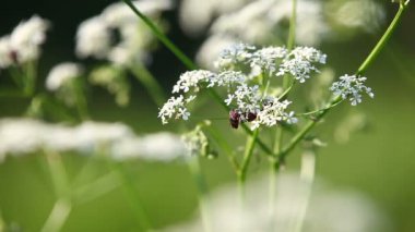 Çiçek üzerinde hata video kapatın. Doğal yaz arka plan.