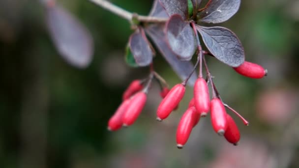 Leuchtend rote Beeren, sommergrüne und immergrüne Sträucher. Natürlicher Herbsthintergrund. — Stockvideo