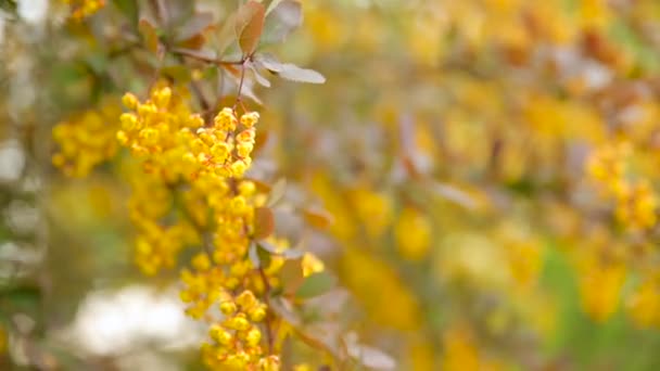 Bloeiende Berberis ottawensis, bladverliezende en groenblijvende struik. Heldere gele bloemen, natuurlijke bron achtergrond. — Stockvideo