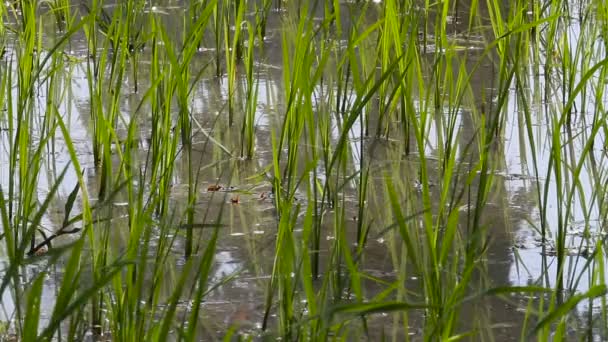 Pirinç alan. Mikroplar pirinç büyüyen yeşil video kapatın. Kamboçya. — Stok video