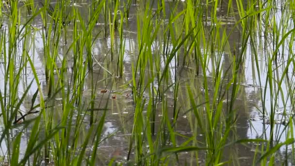 Un champ de riz. Gros plan vidéo de germes verts de riz. Cambodge .