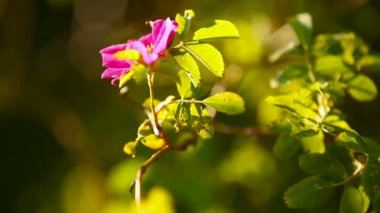Doğal güneşli bahar arka plan ile yabani gül çiçek.