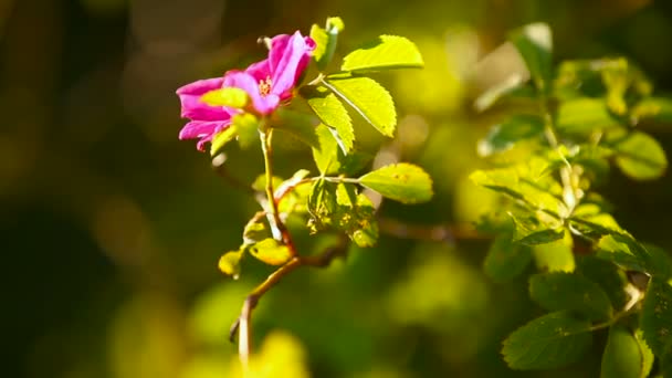 Doğal güneşli bahar arka plan ile yabani gül çiçek. — Stok video