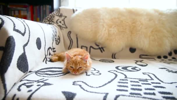 Cute ginger kitty comfortably snuggles on blanket in bed. Cozy morning at home. — Stock Video