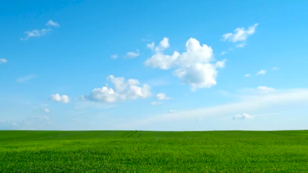 Tijdsverloop. Natuurlijke achtergrond op het platteland. Veld met tarwekiemen. Wolkenlandschap in de lente zonnige dag. Rusland. — Stockvideo