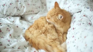 Yatakta yatarken şirin zencefil kedi. Kabarık evde beslenen hayvan kendisi yalıyor. Rahat ev arka plan.