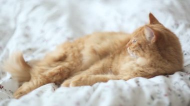 Yatakta yatarken şirin zencefil kedi. Kabarık pet uykulu görünüyor. Rahat ev arka plan.