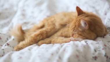 Yatakta yatarken şirin zencefil kedi. Kabarık pet uykulu görünüyor. Rahat ev arka plan.