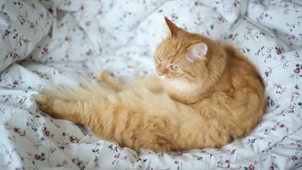Ładny kot imbir, leżąc w łóżku. Pet puszysty liże sobie. Przytulny dom tło. — Wideo stockowe