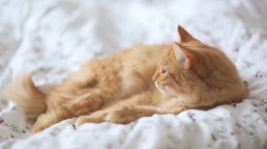 Yatakta yatarken şirin zencefil kedi. Kabarık pet uykulu görünüyor. Rahat ev arka plan.