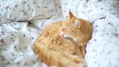 Yatakta yatarken şirin zencefil kedi. Kabarık evde beslenen hayvan kendisi yalıyor. Rahat ev arka plan.