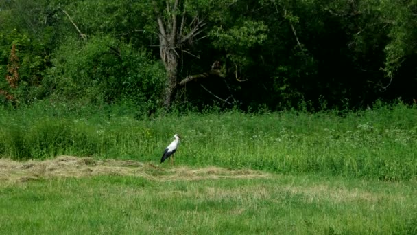 White stork walking on the field in search of food — Stock Video