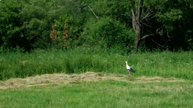 Beyaz alan yiyecek bulmak üzerinde yürüyen leylek