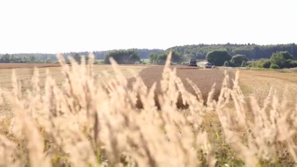 Kombinovat sklízeč Shromažďuje pšeničné plodiny — Stock video