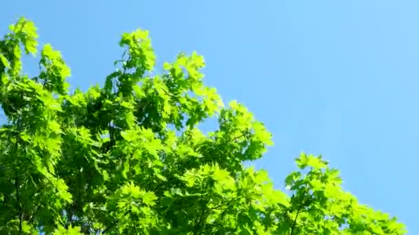 Natural summer background with maple tree branches. Maple branches swaying in the wind on sunny day. Clear blue sky. — Stock Video