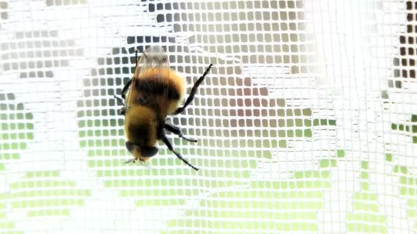 Bumblebee creeps on lace curtain — Stock Video